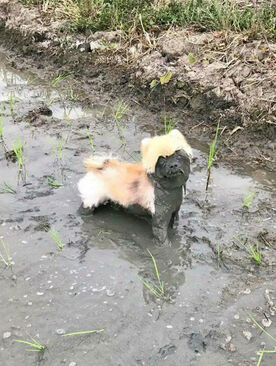 Dog in muddy yard