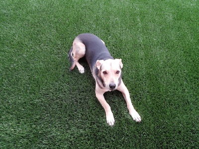 Dog with artificial grass