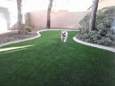 Dogs love EasyTurf artificial grass