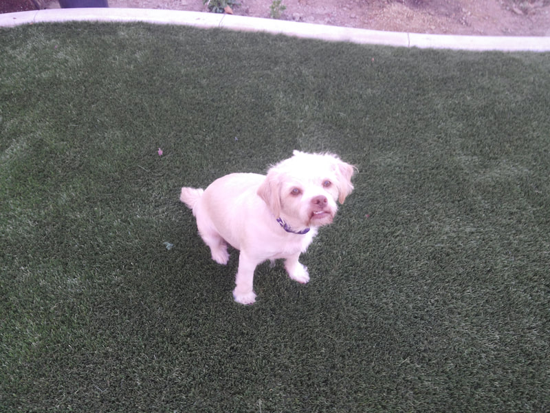Ugly dog on nice artificial grass