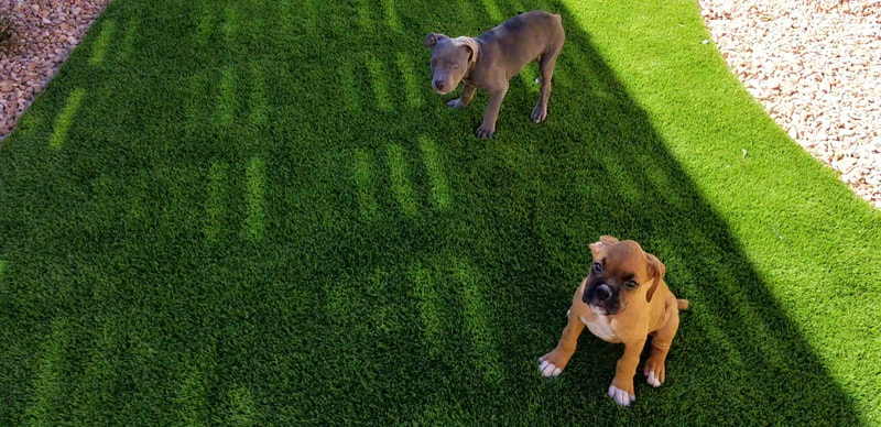 Puppies enjoying their dog friendly grass