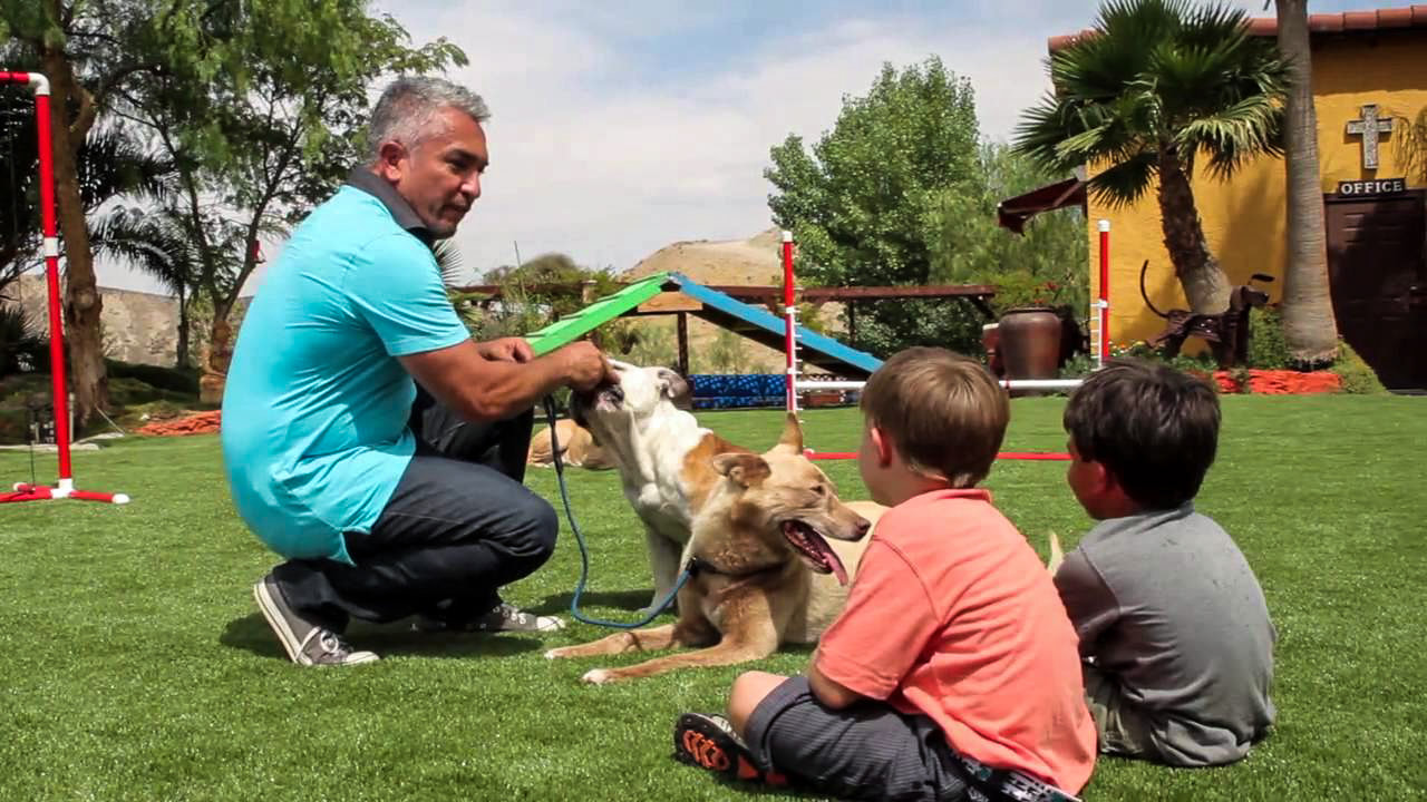 Cesar Millan and his dogs on artificial grass