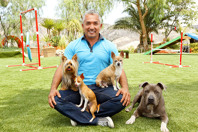 Cesar Milan on artificial grass for dogs