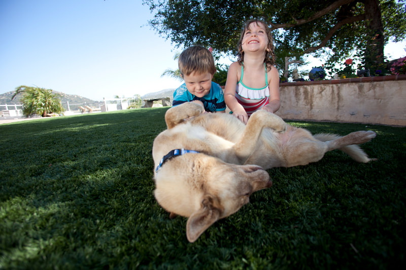 Kids playing with dog on synthetic lawn (Artificial grass)