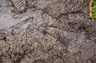 Grass ruined by rain and snow now mud puddle