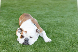 cute bulldog on nextlawn artificial grass