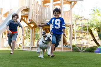 kids playing with bulldog on artificial grass